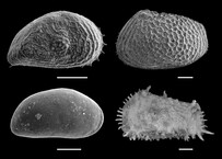 An image of Arctic ostracods produced by Scanning electron microscope (SEM)